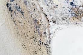  Calverton, NY Mold Removal Services Pros